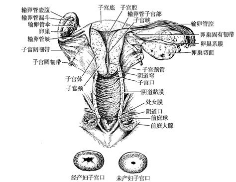 小穴位置|阴道（女性生殖器官）